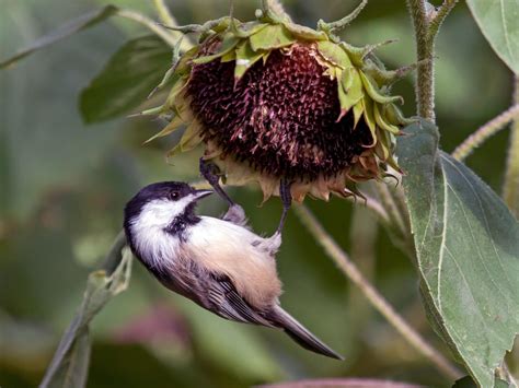 Black-capped Chickadee - NestWatch