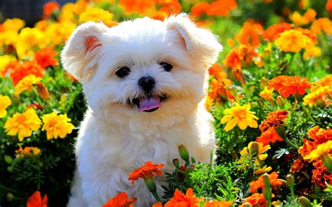 Shih Tzu Wallpapers