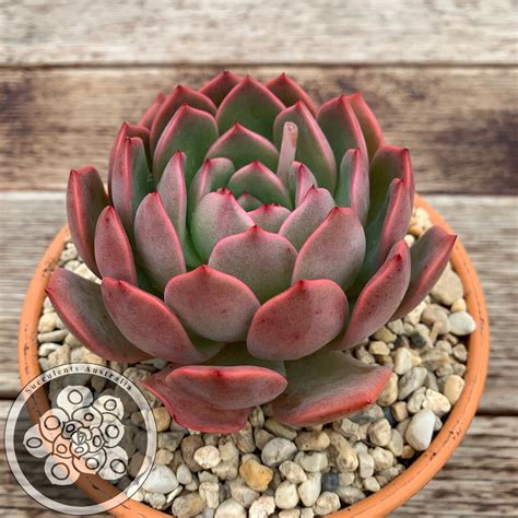 Echeveria Glam Pink – Succulents Australia Sales