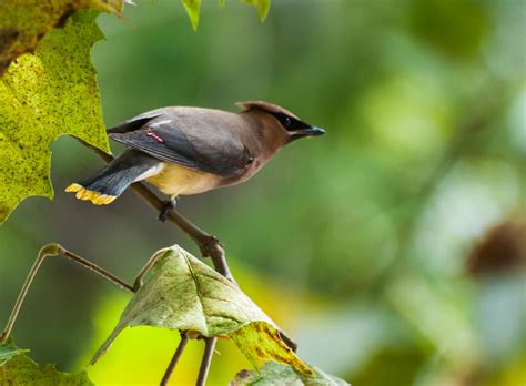 Cedar Waxwing (Explored) | Found a flock of cedar waxwings o… | Flickr