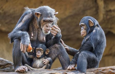 50 Chimpanzee Facts About The Great Ape | Facts.net