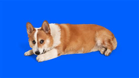 Everything you need to know about: Pembroke Welsh Corgis | Napo Pet Care