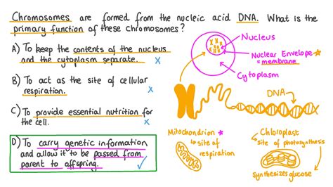 What Is the Primary Function of Dna in Organisms