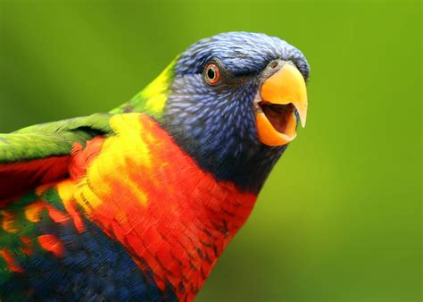 26 of the Most Colorful Birds on the Planet (And Where to Find Them ...