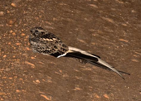 Pennant-winged Nightjar Caprimulgus vexillarius - Google zoeken