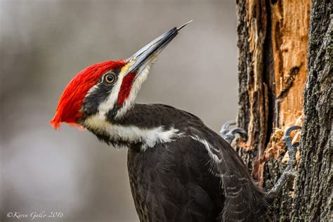 Male Pileated Woodpecker Excavates a Maple Tree - FeederWatch