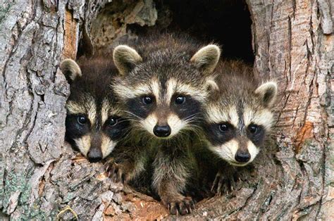 2024's 10 Raccoon Symbolism Facts & Meaning: A Totem, Spirit & Power Animal