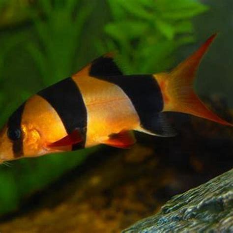 Do clown loaches need friends? - DIY Seattle