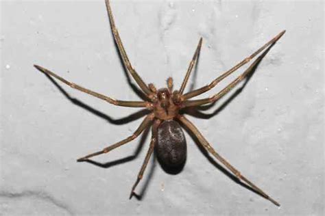 Blog - The Black Widow VS. The Brown Recluse: Two Venomous Spiders In Katy, Texas