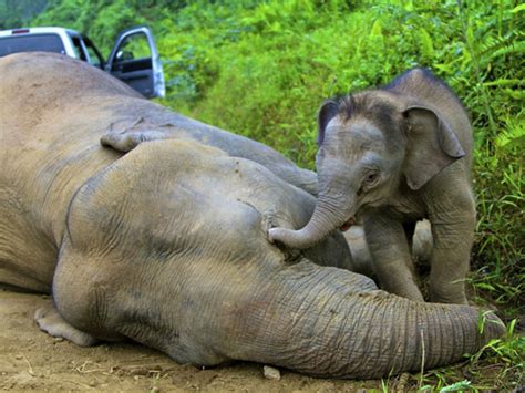 Ten endangered Borneo pygmy elephants found dead in Malaysia - CBS News