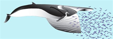 Clever Construction in Rorqual Whales | The Institute for Creation Research