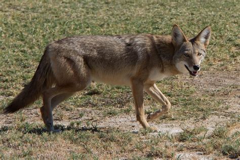 Difference Between Wolf and Coyote | Facts, Characteristics, Behaviour