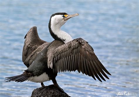 Australian Pied Cormorant | New Zealand | Bird images from foreign trips | Gallery | My World of ...