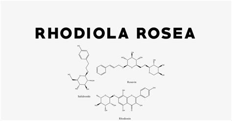 Rhodiola Rosea: Uses, Side Effects, Interactions, Dosage and Supplements