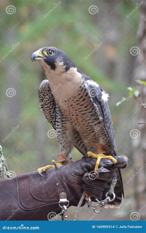 Peregrine Falcon stock photo. Image of falcon, tame - 160909314