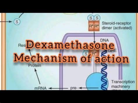 Dexamethasone mechanism of action - YouTube