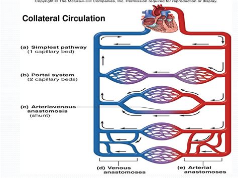 Chapter 20 Blood Vessels and Circulation - ppt download