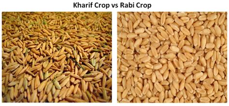 Kharif and Rabi Crops