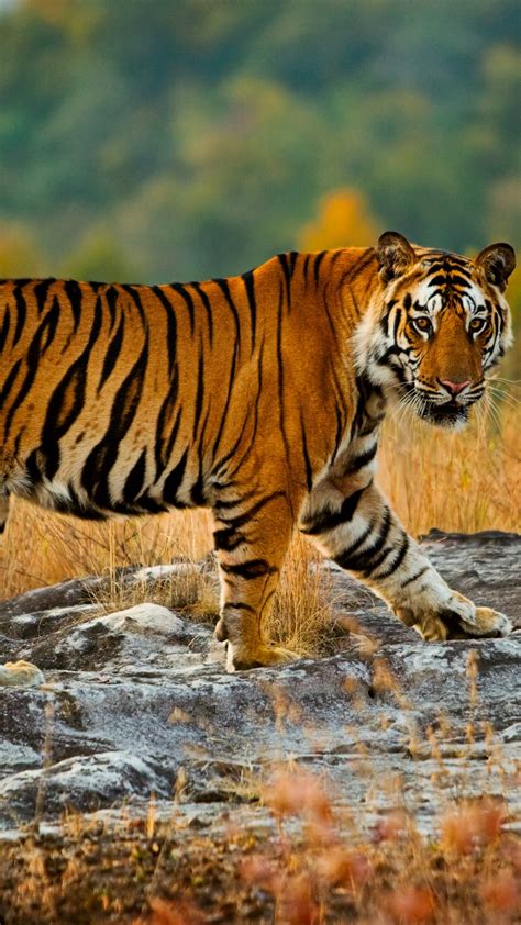 A large tiger in Bandhavgarh National Park, Umaria, Madhya Pradesh, India | Windows Spotlight Images