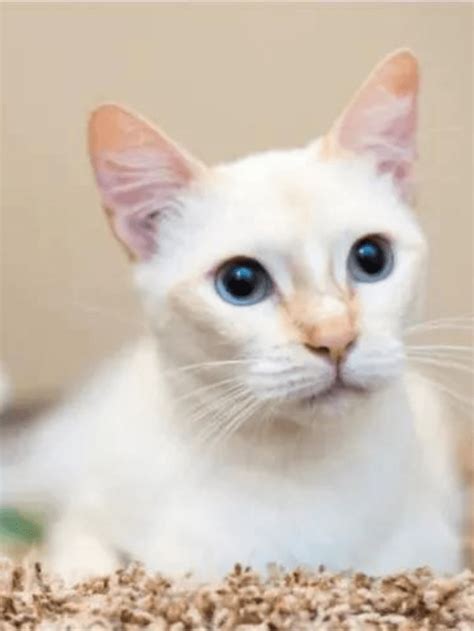 Uncovering the Beauty of Flame Point Siamese Cats Story - The ...