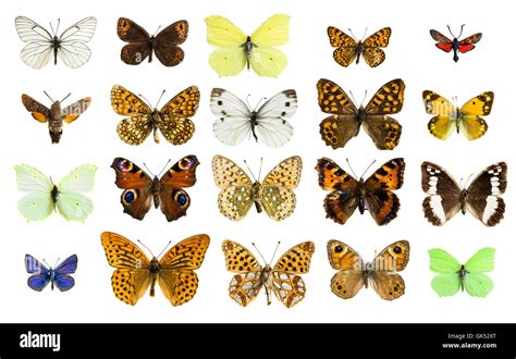 Butterfly species hi-res stock photography and images - Alamy