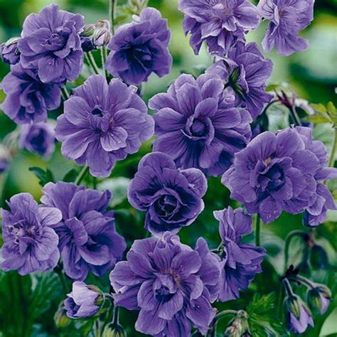 Double Purple Geranium 10 Seeds