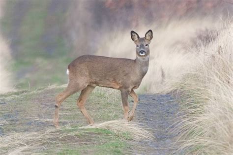 Roe Deer | Coniferous Forest