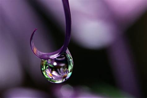 Macro Dew Drop Photograph, Four Print Set, Water Drop Fine Art Wall Art ...