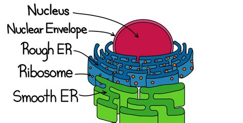 Smooth Er Diagram – ERModelExample.com