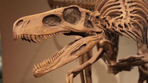 Dinosaur Skeleton Wallpapers - Top Free Dinosaur Skeleton Backgrounds ...