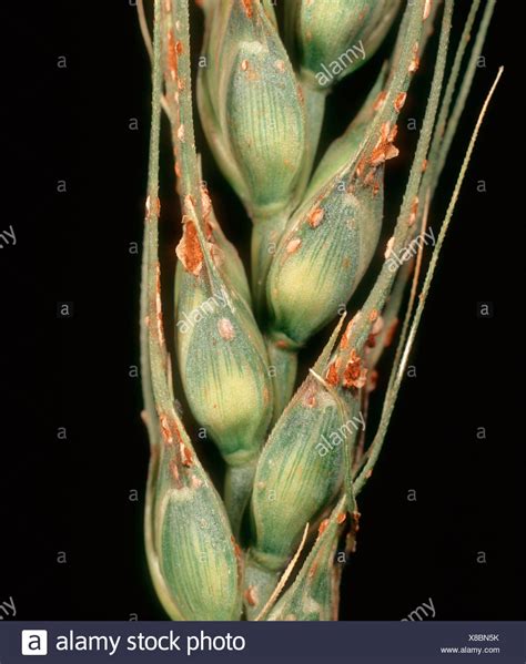 Puccinia Graminis High Resolution Stock Photography and Images - Alamy