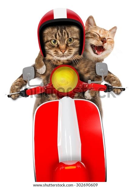 Two Funny Cats Driving Moped Humorous Stock Photo 302690609 | Shutterstock