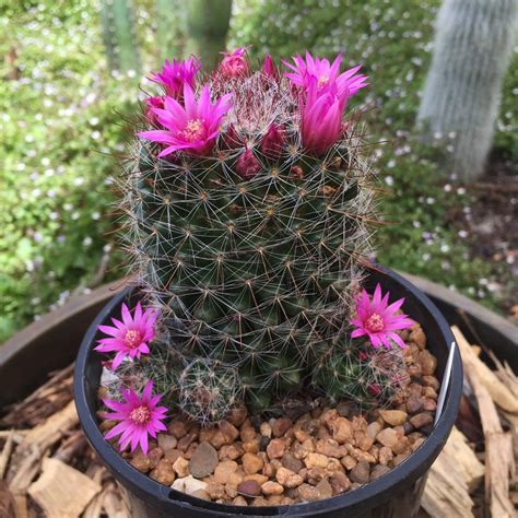 How to Care for Flowering Cactus Varieties - Houseplant Central