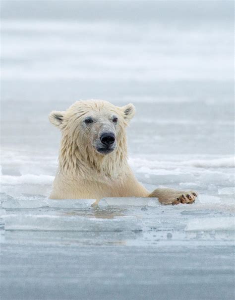 Polar Bear Portrait Photograph by Howie Garber - Fine Art America