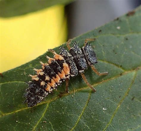 Harmonia axyridis larva - Harmonia axyridis - BugGuide.Net