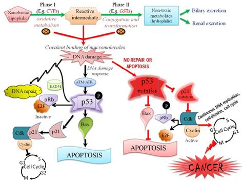 A schematic representation of the p53 pathway and its mechanism of ...