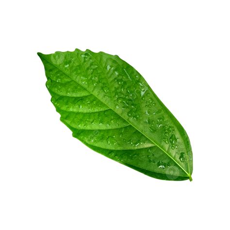 Green Water Drops PNG Transparent, Water Drop Green Leaf Png, Water ...