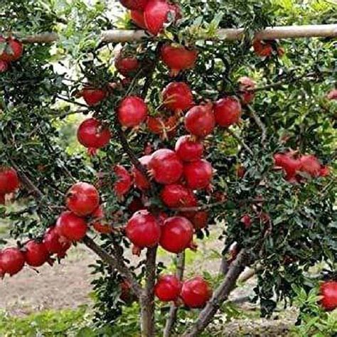 VibeX ® VMR-69 Pomegranate Super Bhagwa Fruit Seeds Seed Price in India - Buy VibeX ® VMR-69 ...