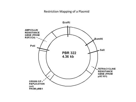 PPT - Restriction Mapping of a Plasmid PowerPoint Presentation, free download - ID:2615020