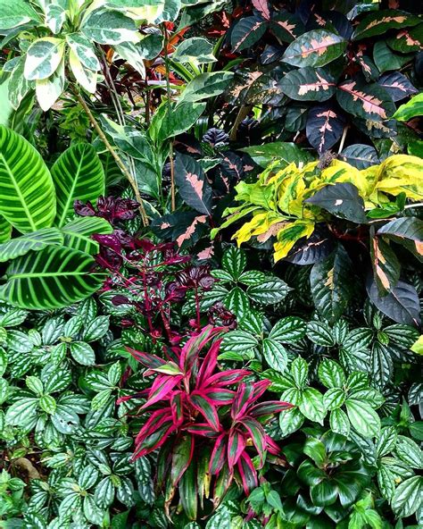 tropical foliage plants | Foliage plants, Plants, Tropical garden