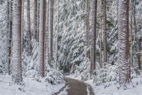 Mesmerising winter conditions in a magical forest — Jeroen Schouten ...