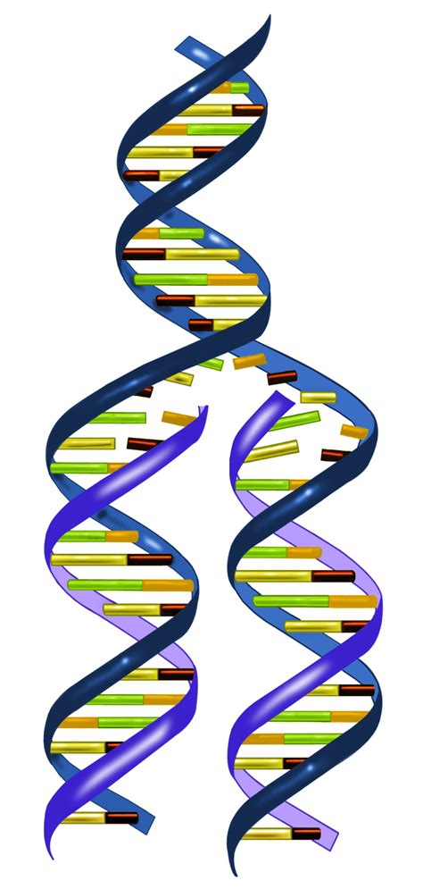 Diagram Of Dna Biology Labelled Replication Label Digital Art By Images