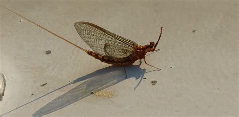 Become a Citizen Scientist – Mayfly Watch | Stewards of the Upper Mississippi River Refuge