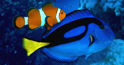 Breeding Dory | Hakai Magazine