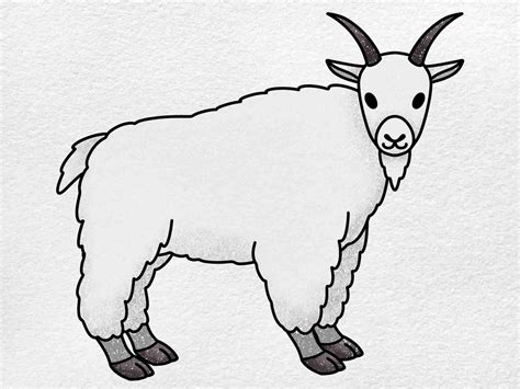 How to Draw a Mountain Goat - HelloArtsy