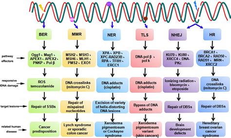 DNA damage response--a double-edged sword in cancer prevention and cancer therapy. | Semantic ...