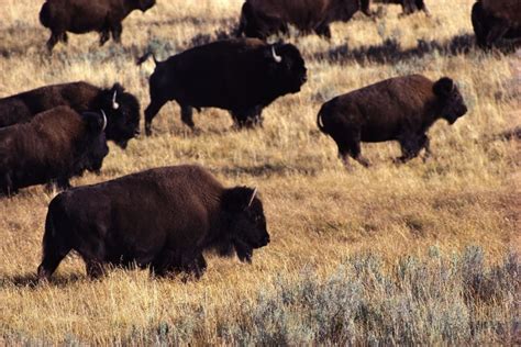 Bison Herd Reduction Begins in Yellowstone | Big Horn Basin Media