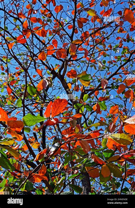 Tropical almond leaves in autumn (Terminalia catappa Stock Photo - Alamy