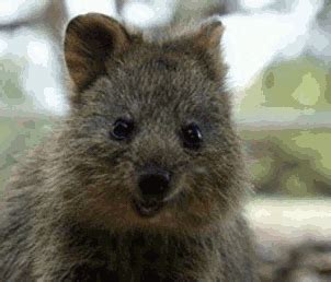 Quokka GIFs - Find & Share on GIPHY