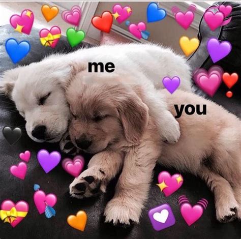 Wholesome Memes Cute Love Memes Cute Memes Wholesome Memes | Images and Photos finder